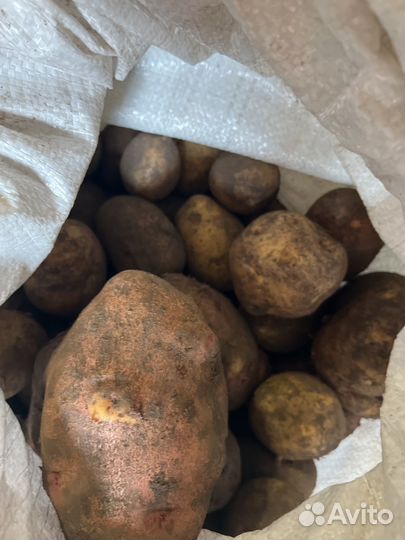 Картофель деревенский