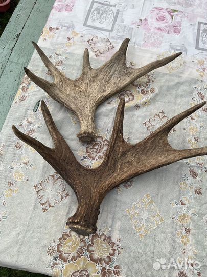 Рога лося натуральные, 3 кг