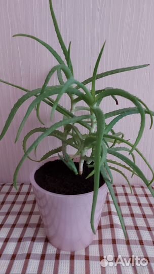 Алоэ взрослое