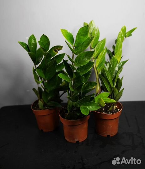 Замиокулькас Замифолия - стильное растение