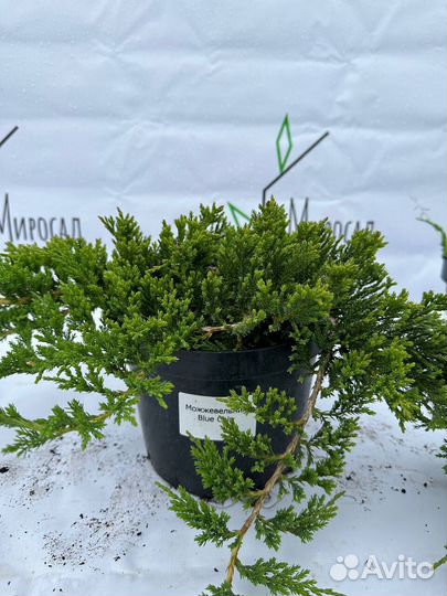 Можжевельник Blue Chip
