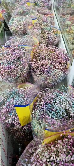 Гипсофила Радужная