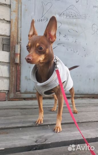 Ищу любящую семью