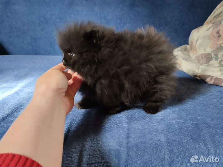 Пом шпиц. Ветпаспорт. Доставка