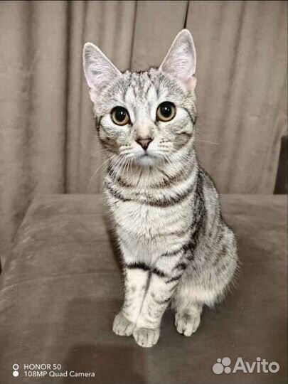 Вязка бесплатно