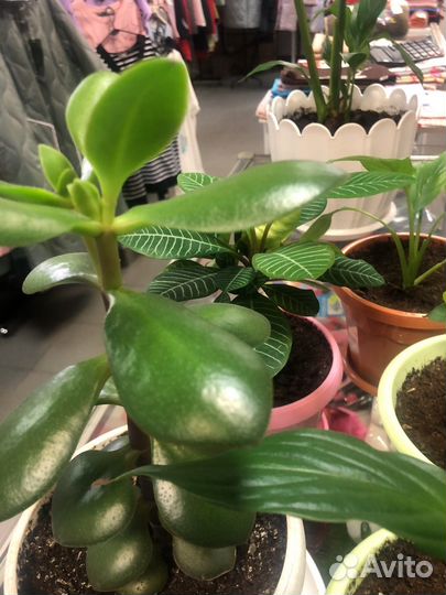 Спатифиллум