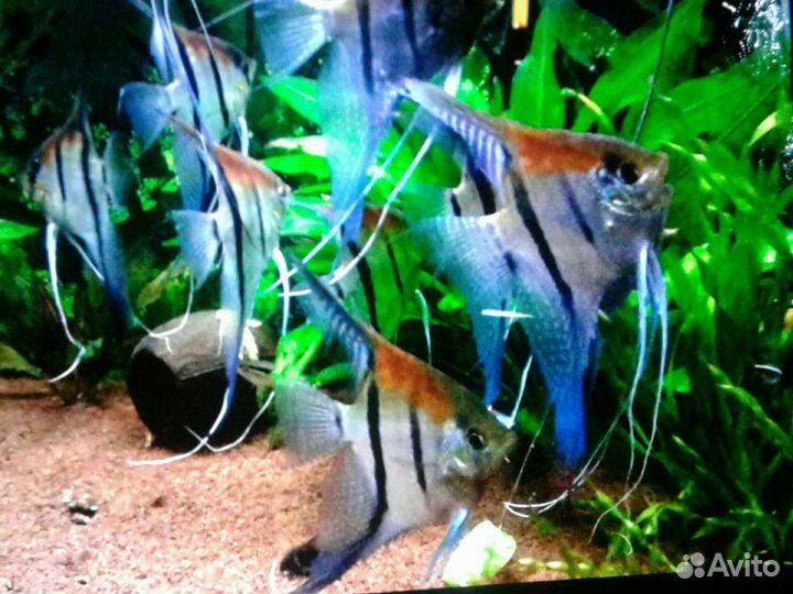 Аквариумные креветки,рыбки и растение