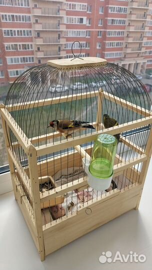 Певчие птицы