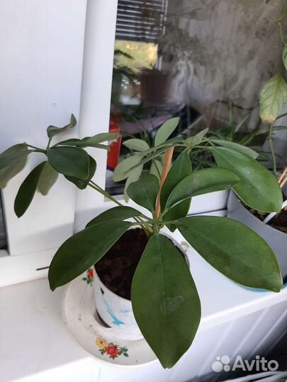 Гиппиаструм,шефлера,эпипремнум