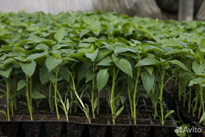 Рассада сладкого перца