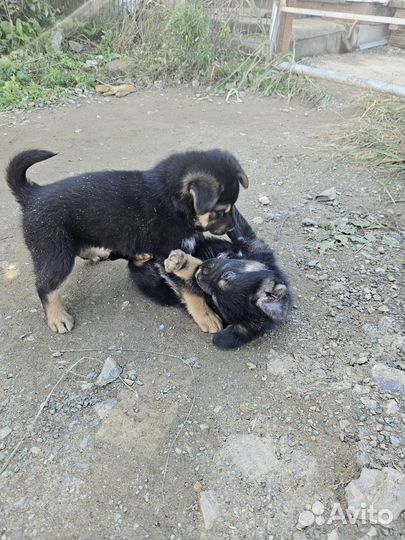 Отдам щенят в добрые руки