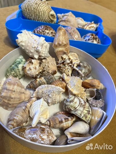 Ракушки морские