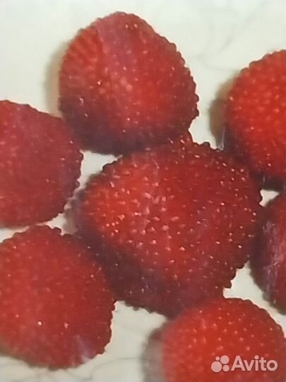 Саженцы тибетский малины