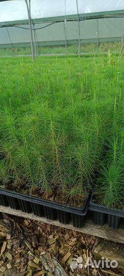 Саженцы сосны зкс в розницу