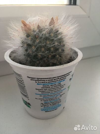 Кактус пушистый