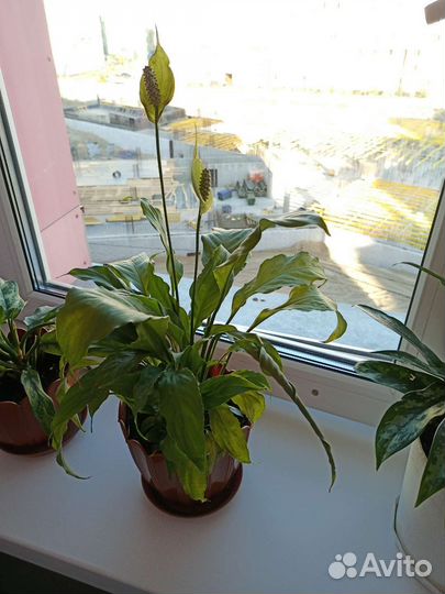 Спатифиллум, кротон