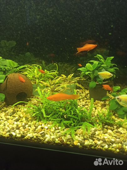 Красные меченосцы