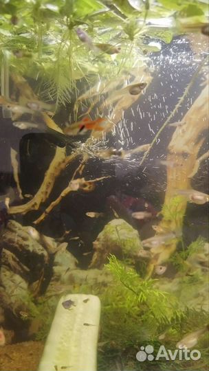 Рыбки Гуппи, сомы анцыструсы, креветки, улитки