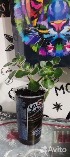 Аихризон дерево любви