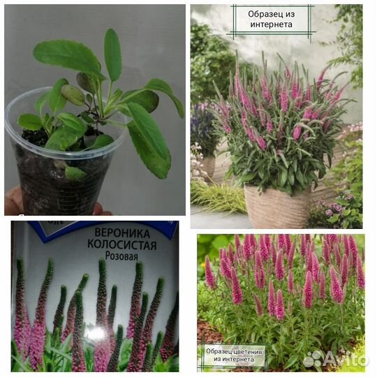 Многолетние цветы