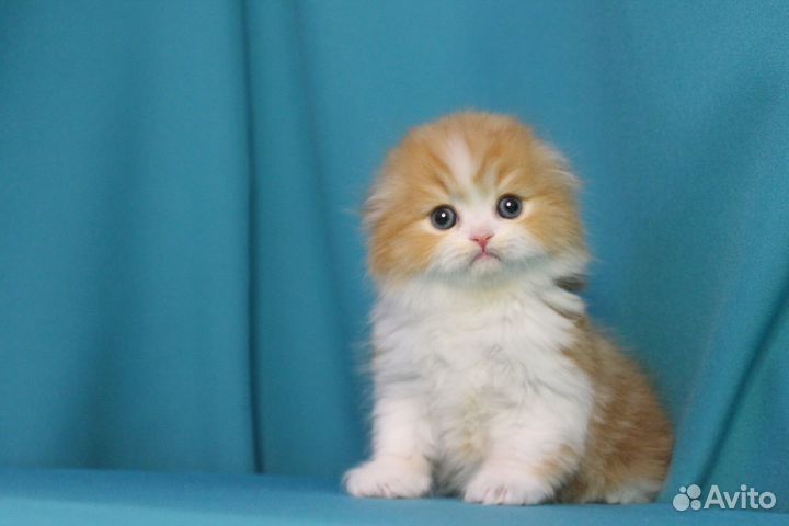 Шотландский котенок мальчик красное солнышко