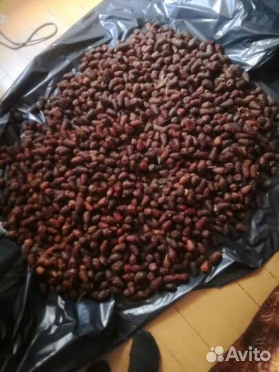 Шишка кедрового стланика