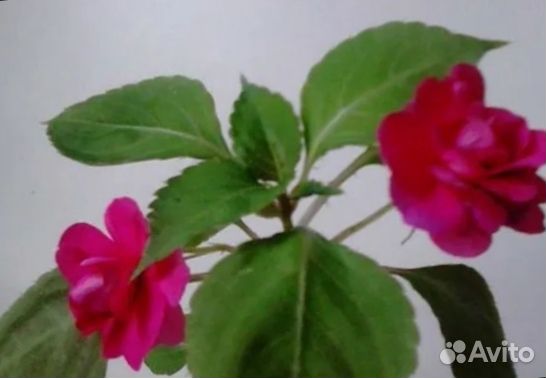 Бальзамин,Гибискус,герань,кофе,лимон и др