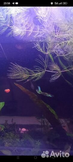 Аквариумные рыбки и растения в Москве