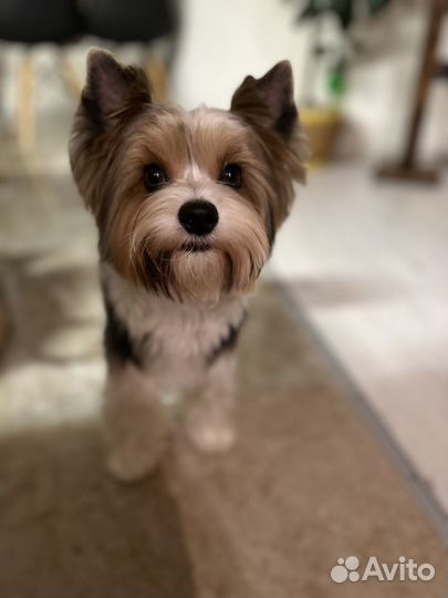 Бивер вязка