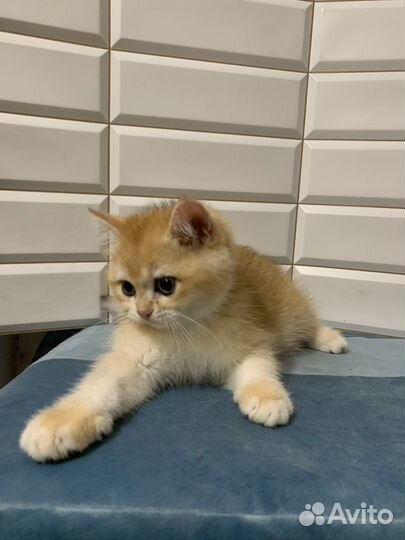 Британские котята