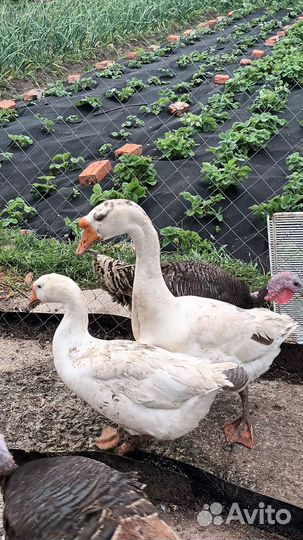 Семья Гусей