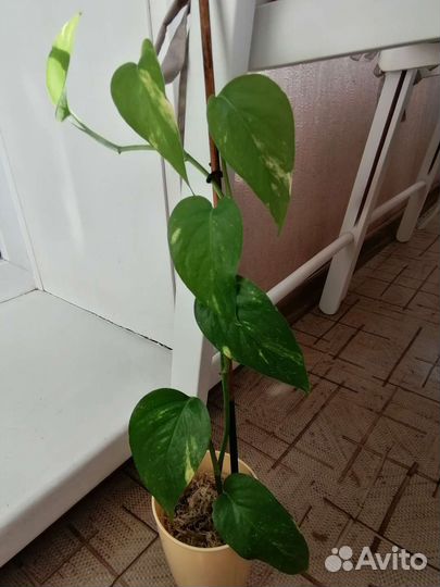 Эпипремнум пиннатум вар. и сциндапсус Moonlight