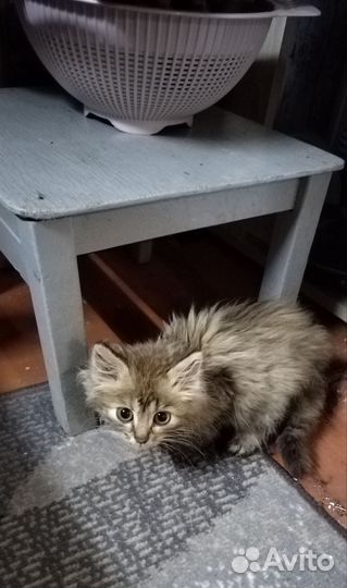 Котята в добрые руки бесплатно