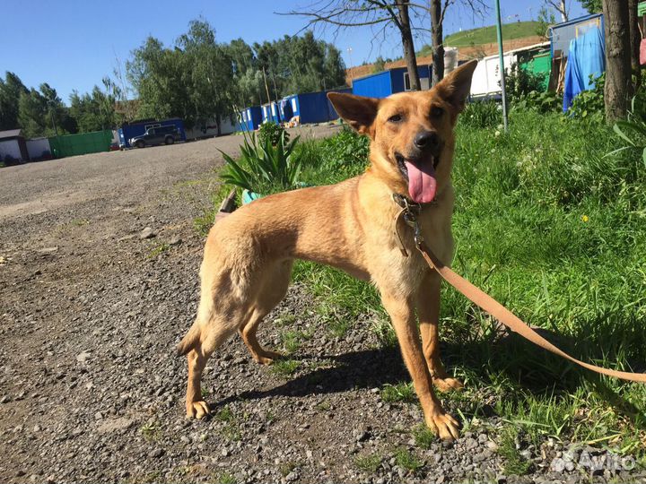 Возьми собаку из приюта