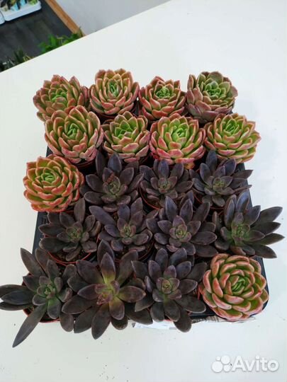 Суккуленты