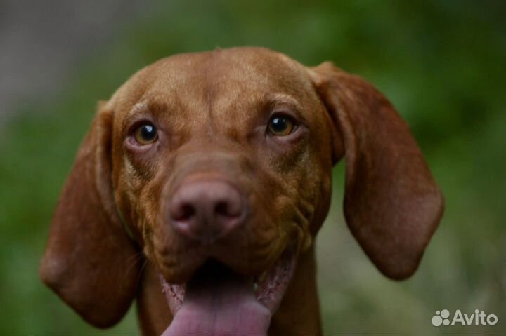 Венгерская выжла для фотосессий