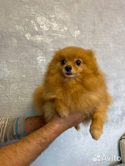 Шпиц девочка