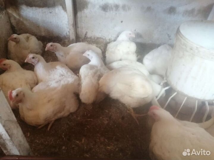 Утки селезни, индоутки