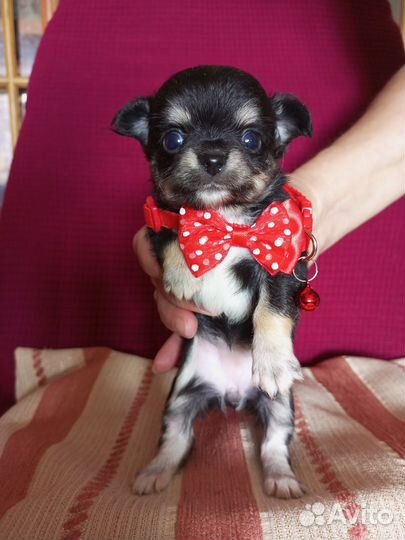 Чихуахуа щенки
