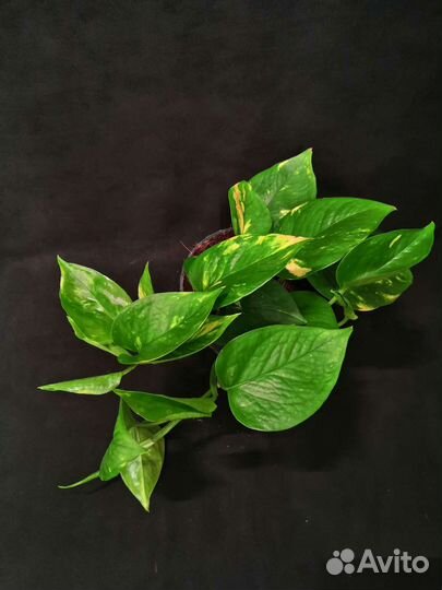 Сциндапсус эпипремнум золотистый