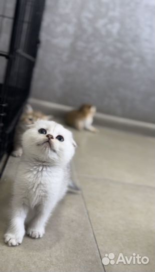 Шотландские котята