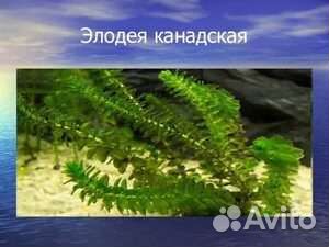 Аквариумные растения