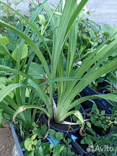 Лилейник Дабл Роуз Новинка