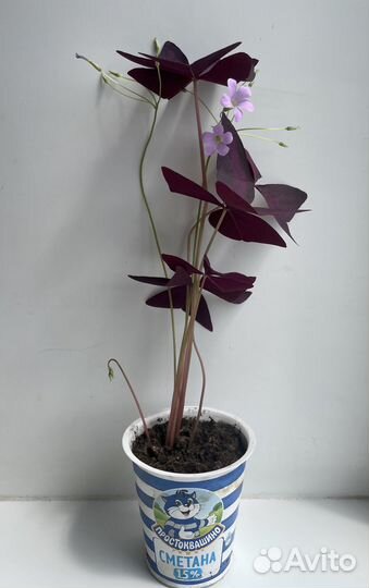 Кислица оксалис бордовые