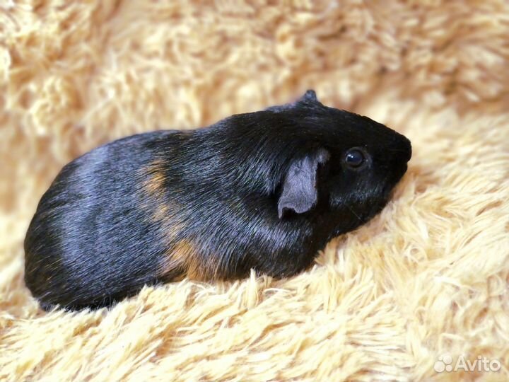 Девчушка морская свинка, пестрая