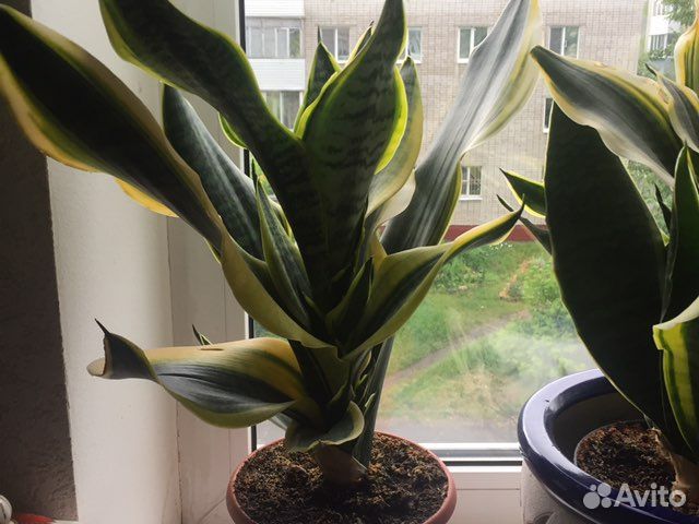 Сансевиерия