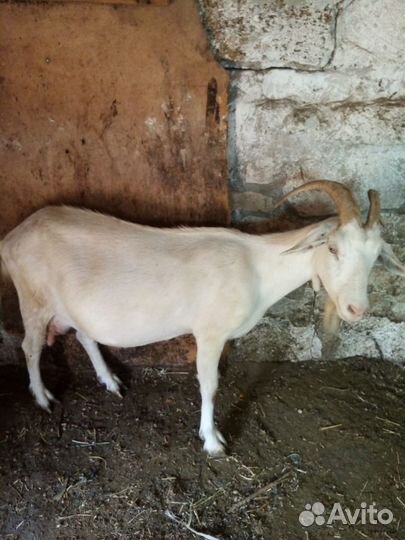 Коза дойная