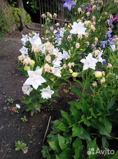 Платикадон