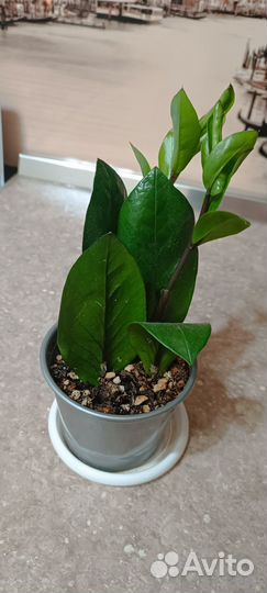 Замиокулькас