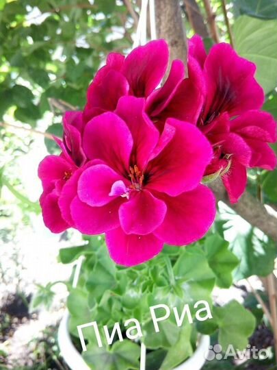 Продаются черенки Плющелистных пеларгонии